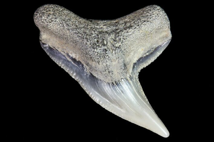 Colorful Fossil Tiger Shark (Galeocerdo) Tooth - Virginia #71146